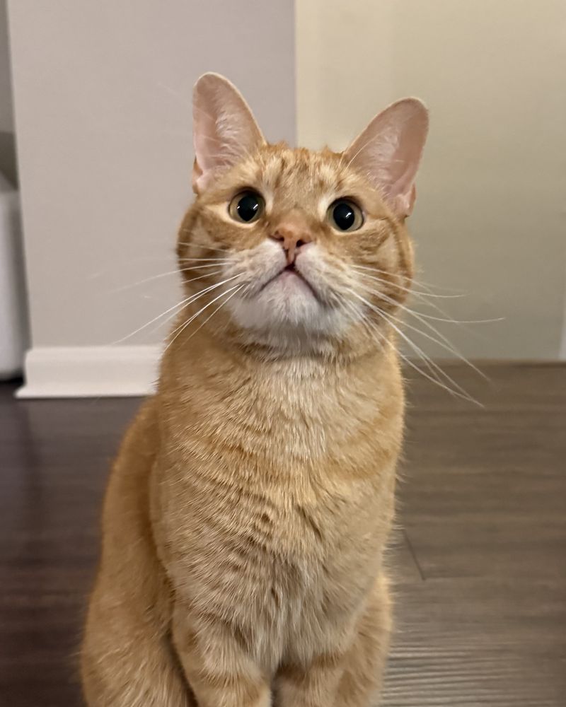 Cheddar, an orange tabby cat, sitting and looking up at the camera